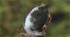 棉花如何預(yù)防棉鈴黑果??？棉鈴黑果病防治措施