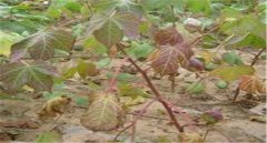 棉花莖枯病的發(fā)病癥狀！棉花莖枯病防治農(nóng)藥！