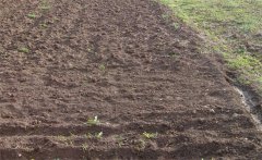 向日葵如何施基肥和種肥？向日葵追肥如何追？