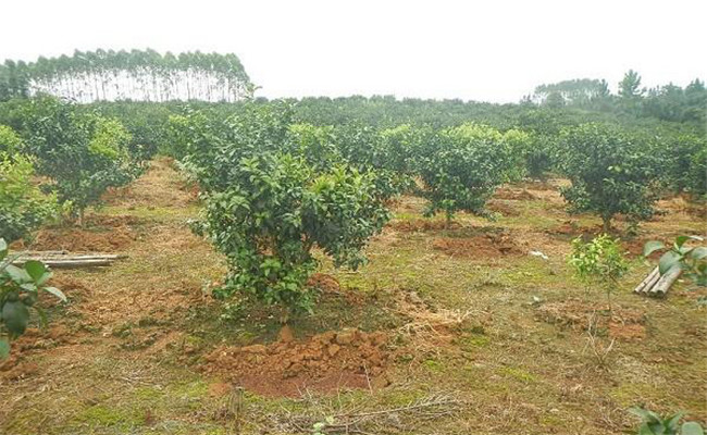 橙子樹幼樹追肥要點