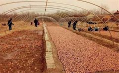 紅薯育苗溫度多少最合適？紅薯育苗的方法簡(jiǎn)介