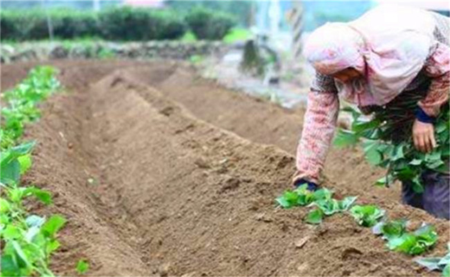 為什么紅薯苗倒插產量高