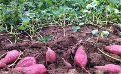 紅薯產(chǎn)量一般是多少？紅薯高產(chǎn)栽培技術(shù)要點(diǎn)