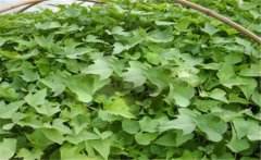 甘薯的原產(chǎn)地是哪里？甘薯和紅薯有什么區(qū)別？