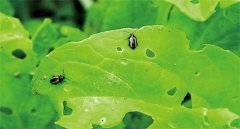 怎樣消滅白菜地跳蚤？去除白菜跳蚤蟲用什么藥