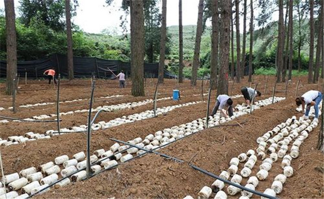 雞樅菌什么季節(jié)開(kāi)始栽培