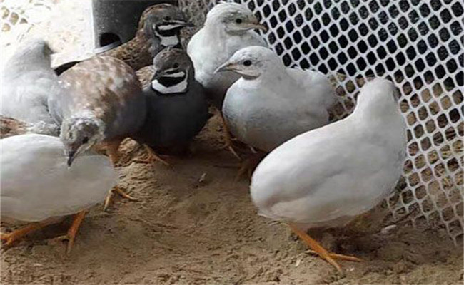 蘆丁雞養(yǎng)多長時(shí)間開始下蛋