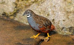 蘆丁雞會(huì)飛嗎？蘆丁雞吃什么食物長(zhǎng)的快？