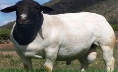 好的種公羊有哪些特點？如何挑選種公羊？