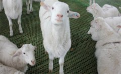 羊一窩能下幾個小羊？母羊配種的方式與方法
