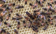 如何判斷蜂王是否存在，蜜蜂沒(méi)有蜂王如何處理