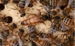 蜂王為什么會逃跑，蜂群失王了怎么辦？