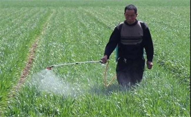 小麥除草劑多長時(shí)間見效