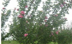 木槿是喬木還是灌木，木槿樹什么時(shí)候開花？