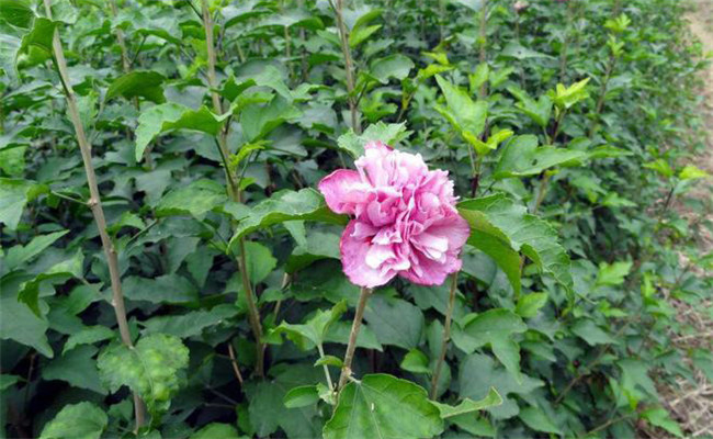 木槿的變種、變型及品種