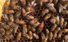 工產(chǎn)群如何處理，工產(chǎn)群怎樣介入蜂王