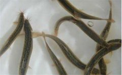 養(yǎng)殖泥鰍對水質(zhì)有哪些要求？泥鰍養(yǎng)殖注意事項(xiàng)