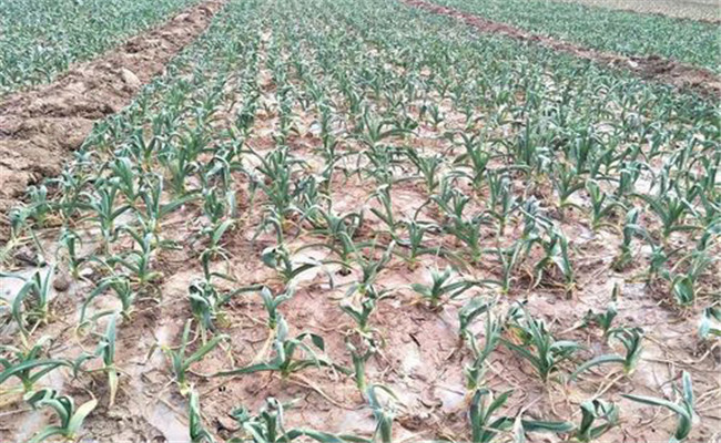 大蒜在多少溫度下停止生長(zhǎng)