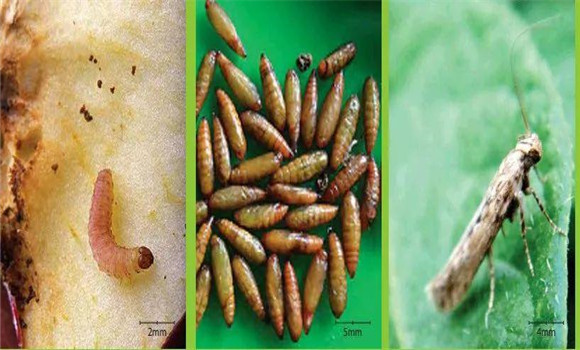 馬鈴薯塊莖蛾是如何危害的，怎樣防治