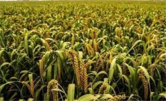 谷子新品種有哪些？