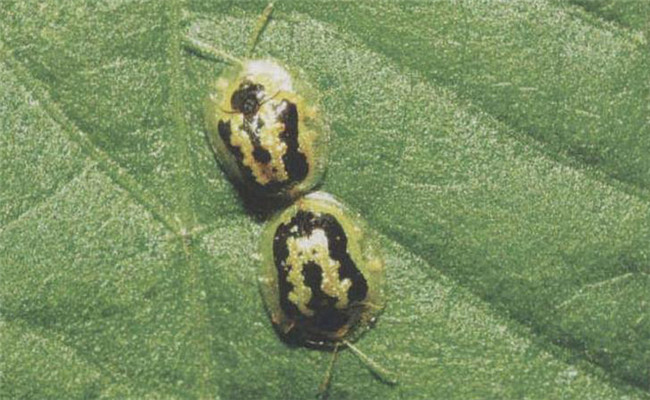 怎樣防治甘薯小綠龜甲，怎樣防治甘薯天蛾