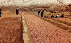 甘薯育苗的排種時間和密度 甘薯苗床管理技術(shù)