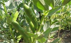 蠶豆的營(yíng)養(yǎng)價(jià)值有哪些？蠶豆的保健功效簡(jiǎn)介