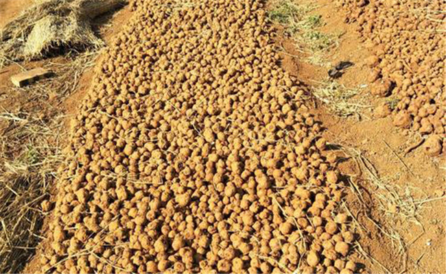 選種、曬種問題