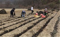 小米種植如何施種肥，如何追肥？