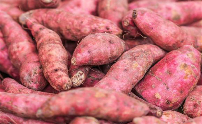 精選健薯，做到安全入窖