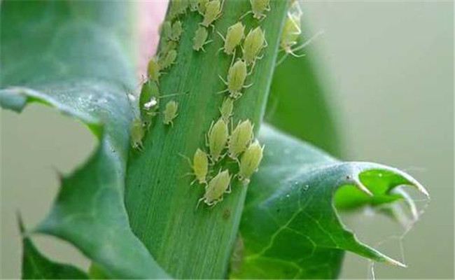 小春作物蚜蟲(chóng)發(fā)生特點(diǎn)