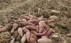 甘薯、甜豌豆高效栽培新模式