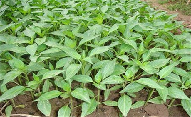 辣椒緩后苗肥輕，高氮薄糞都可行