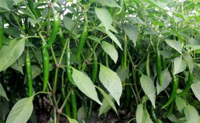 辣椒盛果重高鉀，花多豐產(chǎn)滿地紅