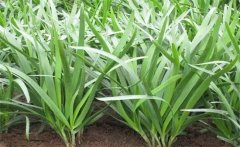 韭菜為什么用雞糞發(fā)酵水澆好，而不直接用雞糞