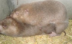 怎樣養(yǎng)竹鼠?竹鼠養(yǎng)殖的八大技術(shù)關(guān)鍵環(huán)節(jié)