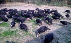 火雞養(yǎng)殖效益如何，其養(yǎng)殖前景怎樣？