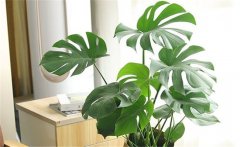 客廳適合養(yǎng)什么花？10種健康花，客廳可養(yǎng)一盆