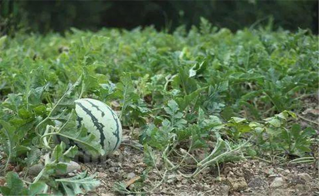 西瓜寬壟米半余，兩瓜相隔尺半許