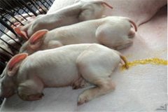 豬吐食拉稀是怎么回事、怎么治、用什么藥治療