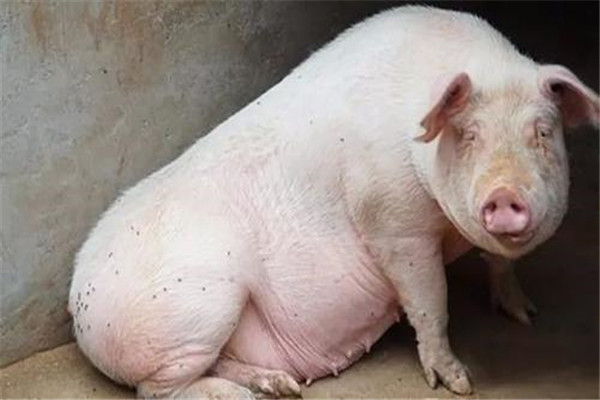 母豬預(yù)產(chǎn)期到還沒(méi)生產(chǎn)跡象是什么原因