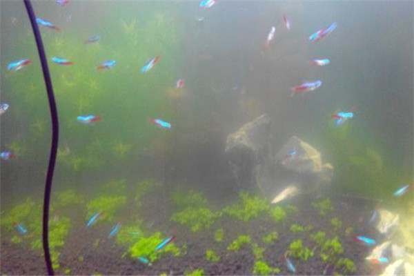 硝化菌怎么培養(yǎng)？硝化細菌的作用及使用方法