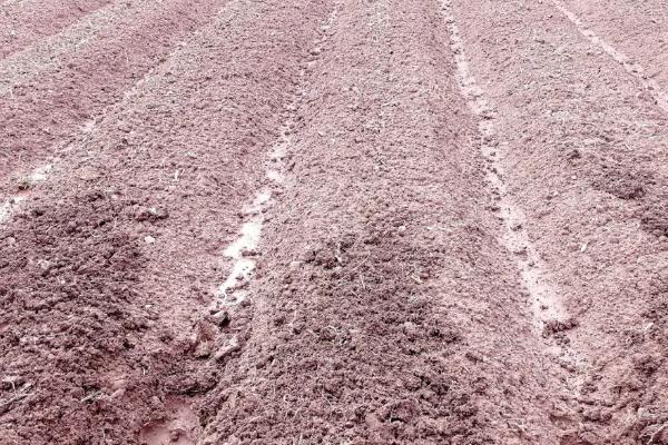 洋蔥育苗方法與時(shí)間