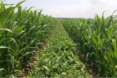 大豆玉米套種最佳行距，大豆玉米套種意義何在