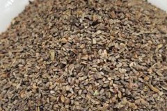 益母草栽培須知 益母草種植管理技術(shù)要點(diǎn)