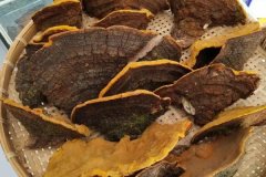 桑黃如何種植，桑黃栽培技術(shù)要點