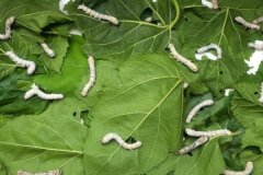 桑葉喂蠶要不要洗？桑葉喂蠶的方法和注意事項(xiàng)