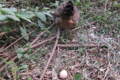 母雞下蛋一般下多少天，如何讓母雞多下蛋