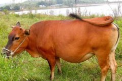 牛發(fā)情一般多少天，牛產(chǎn)后發(fā)情時間規(guī)律與癥狀