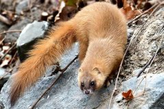 黃鼠狼會吃雞嗎？黃鼠狼是保護(hù)動物嗎？